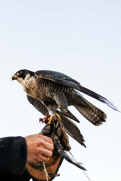 istock man holding a falcon before using it to hunt birds in a forest 1220484546