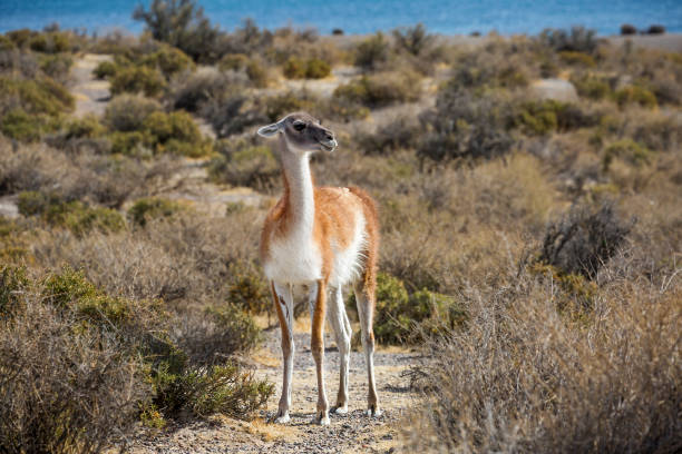 istock Puerto Madryn. Argentina. Alpaca (flame). 1220484681