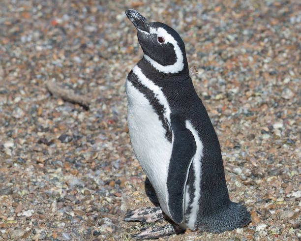 istock Puerto Madryn. Argentina. Magellanic penguin. 1220485423