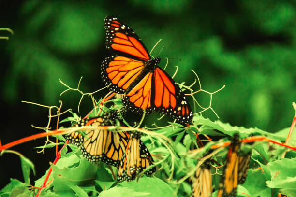 ミチョアカンメキシコのモキシモナークバタフライ - butterfly monarch butterfly isolated flying ストックフォトと画像