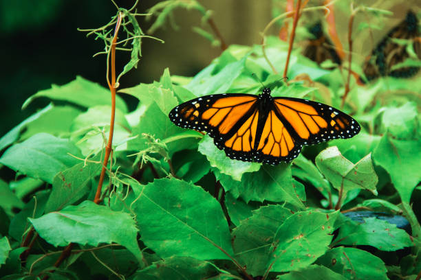 ミチョアカンメキシコのモキシモナークバタフライ - butterfly monarch butterfly isolated flying ストックフォトと画像