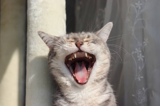 istock A yawning cat that feels good. 1220489878