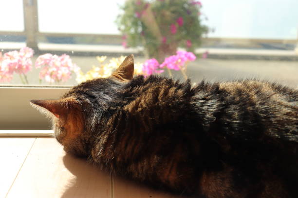 istock A cat that sleeps comfortably while receiving the sunshine. 1220491023