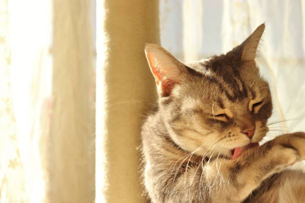 istock Cat grooming while receiving the sunshine on its back. 1220491104
