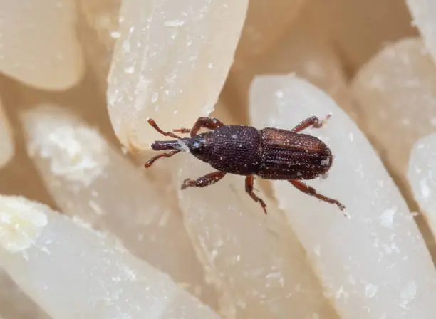 Photo of Macro Photo of Rice Weevil or Sitophilus oryzae on Raw Rice