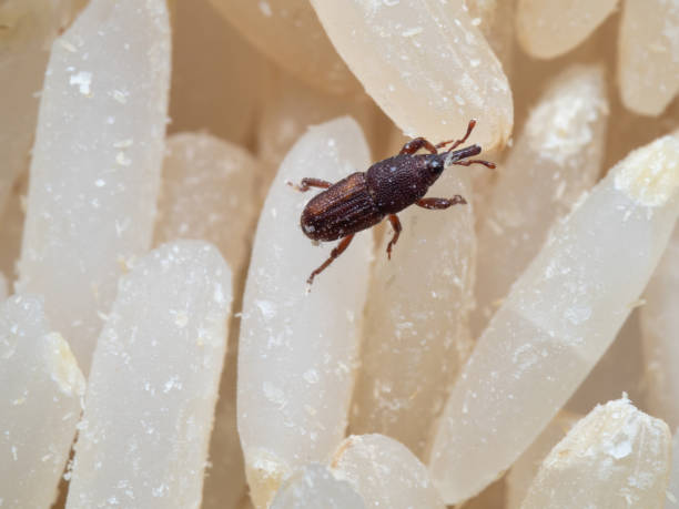istock Macro Photo of Rice Weevil or Sitophilus oryzae on Raw Rice 1220491167