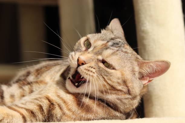 istock A cat that is surprised and opens its mouth. 1220491178