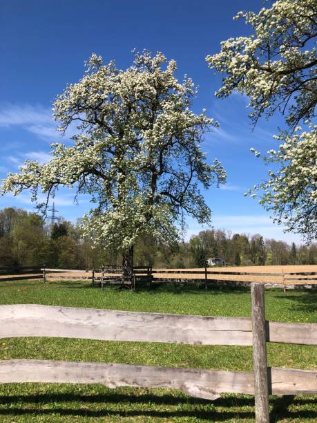 istock Idyllic and tranquil landscape in springtime in Upper Austria 1220491182