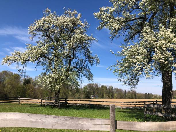 istock Idyllic and tranquil landscape in springtime in Upper Austria 1220491200