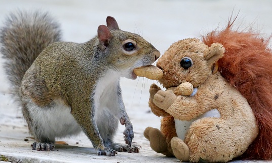 Squirrel trying to share a nut with a stuffed animal squirrel!