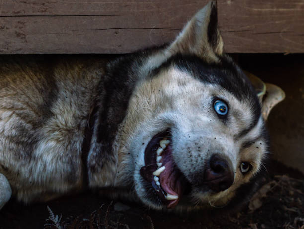 istock A husky dog with blue eyes is lying on the ground 1220494467
