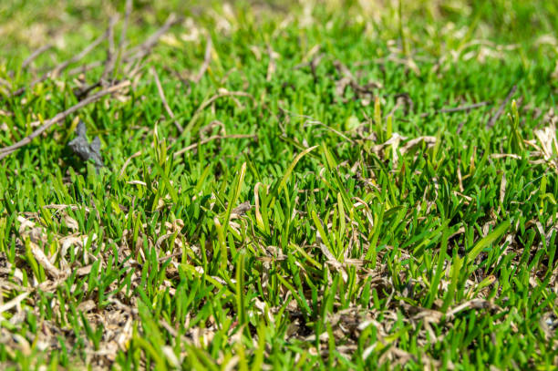 istock Grass growing in spring. Bright green grass in early spring 1220494558