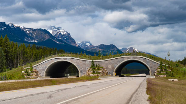 istock Road, animal bridge, tunnel 1220494709