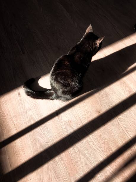 istock lonely Black Cat sitting in the morning sunlight 1220496138