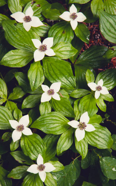 istock White flower, green leaves 1220496396