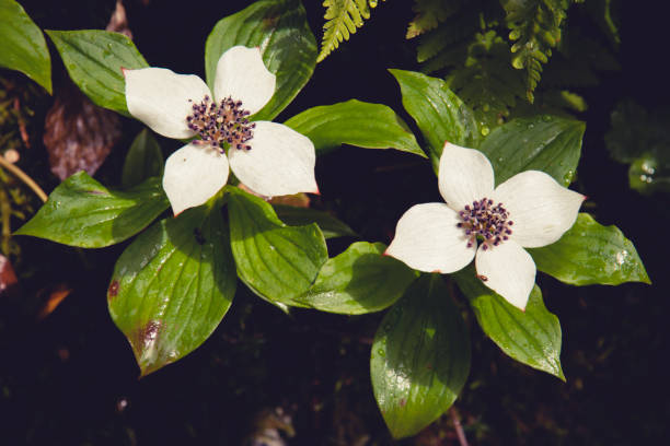 istock White flower, green leaves 1220496438