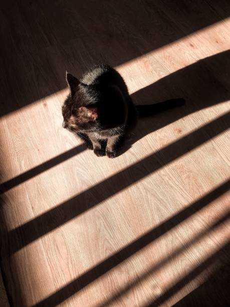 istock lonely Black Cat sitting in the morning sunlight 1220497255