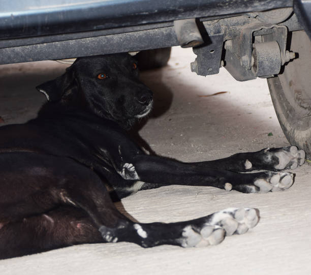 istock Indian Street Dog 1220497345