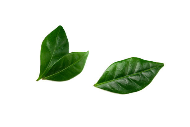 istock coffee leaves isolated on a white background 1220498355