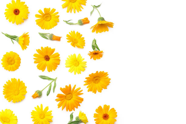 istock marigold flowers isolated on white background. calendula flower. top view 1220498365