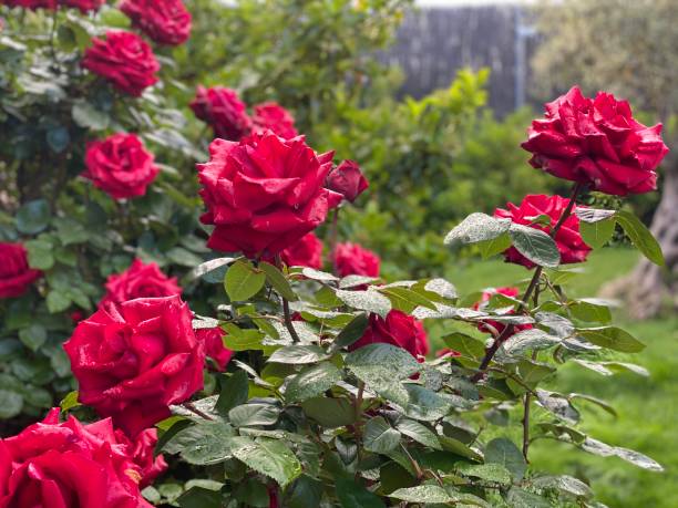 istock Wet Roses in the morning 1220498446
