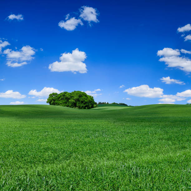 istock Panoramic spring landscape XXXXL 87 MPix - green field, blue sky 1220499315