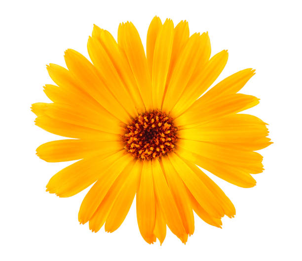 istock Marigold flower head isolated on a white background. Calendula flower. Top view. 1220499519