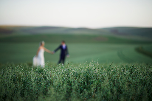 Defocussed bride and groom. walking hand in hand through a grass wheat field meadow on rolling landscape with focus on green wheat in foreground South Africa