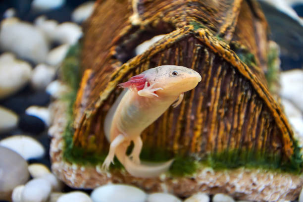 White with pink gills, the young Axolotl, swims in an aquarium and waves a paw. White with pink gills, the young Axolotl (Ambystoma mexicanum) swims in an aquarium and waves its paw against a brown ceramic house, white and black large pebbles. animal embryo photos stock pictures, royalty-free photos & images