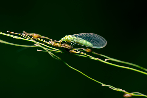 Green bottle fly (Lucilia sericata) on flowering plant