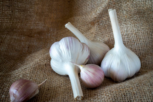 istock Garlic bulbs and cloves in close-up on sack cloth 1220500480