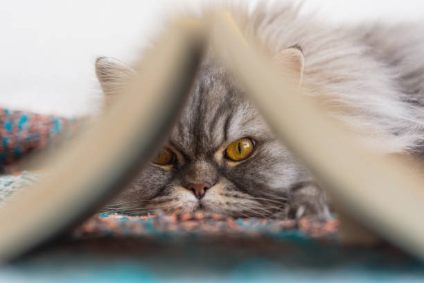 The cat looks through the book
