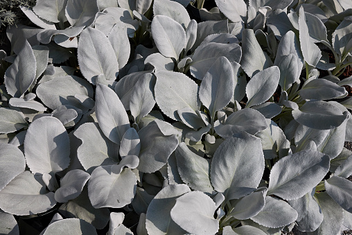 Senecio candicans Angel Wings