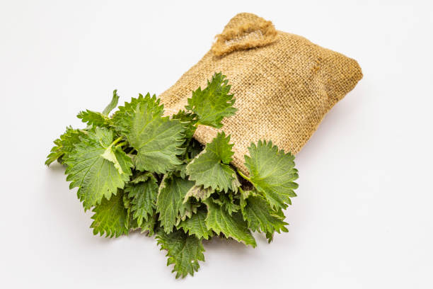 istock Fresh green sorrel and nettle isolated on white background. Traditional ingredients for spring soup 1220504051