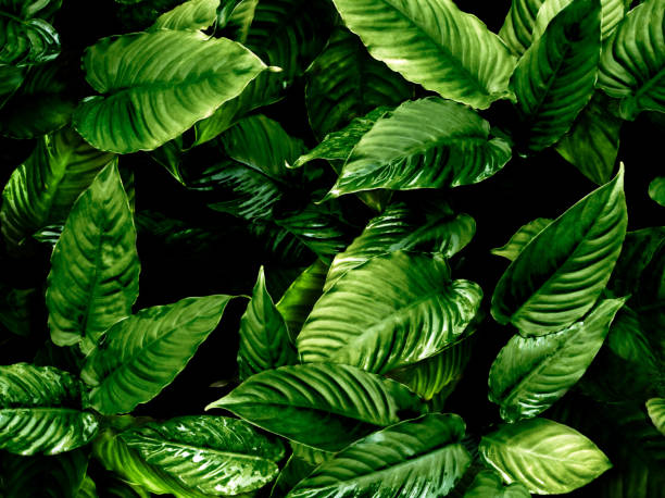 istock Freshness tropical leaves surface in dark tone as rife forest background 1220504445