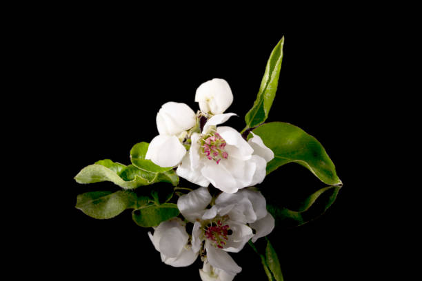 istock Apple tree blossom isolated on black background, close up. White delicate spring flowers. 1220505100