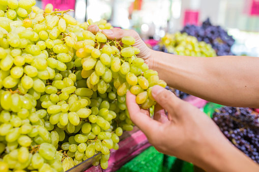 Bunch of Bright Yellow Green Fresh Ripe Shine Muscat Grapes in Hand
