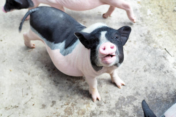 istock A cute young pig smile asking for food. 1220508047