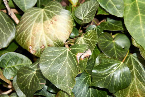 istock Backdrop and texture of green leaves natural wall. 1220508425