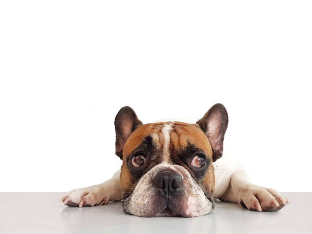 Portrait adorable french bulldog dog lying on the floor alone with white background. Portrait adorable french bulldog dog lying on the floor alone with white background. ugly dog stock pictures, royalty-free photos & images