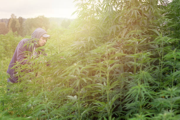istock Man processing the marijuana field in the sunset background. 1220509893