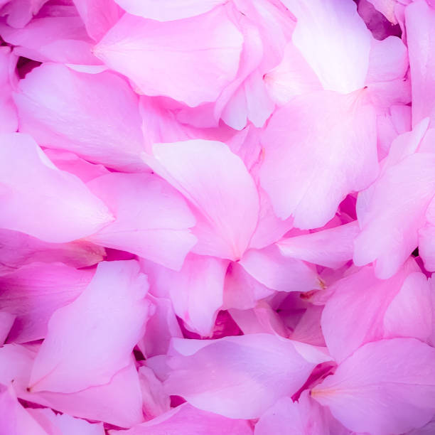 istock Blossom petals pink flower leaves 1220510204