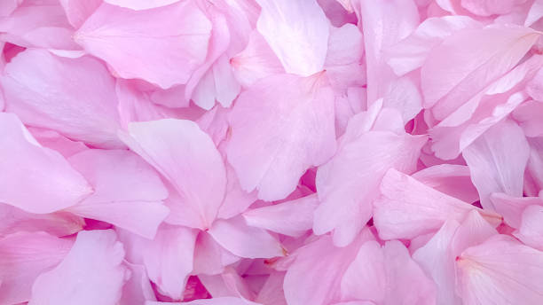 istock Blossom petals pink flower leaves 1220510321