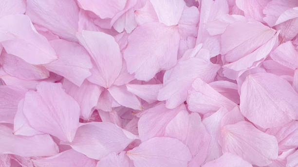istock Blossom petals pink flower leaves 1220510359