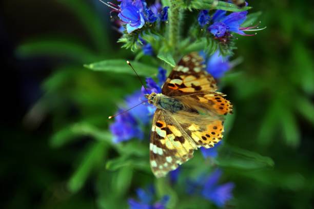 istock Painted Lady (Vanessa cardui) on blue Vipers Bugloss (Echium vulgare). Inflorescence with blue flowers on green background 1220510363
