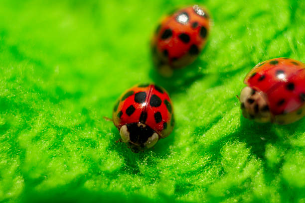 istock little red ladybugs on green fabric close up micro shot 1220512482