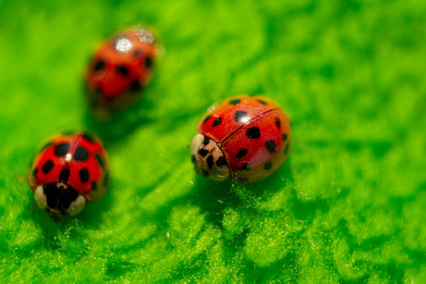 istock little red ladybugs on green fabric close up micro shot 1220512497