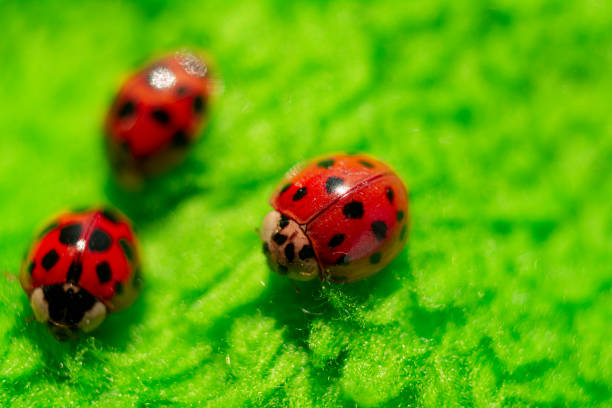 istock little red ladybugs on green fabric close up micro shot 1220512517