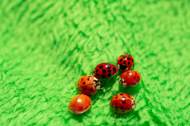 istock little red ladybugs on green fabric close up micro shot 1220512531
