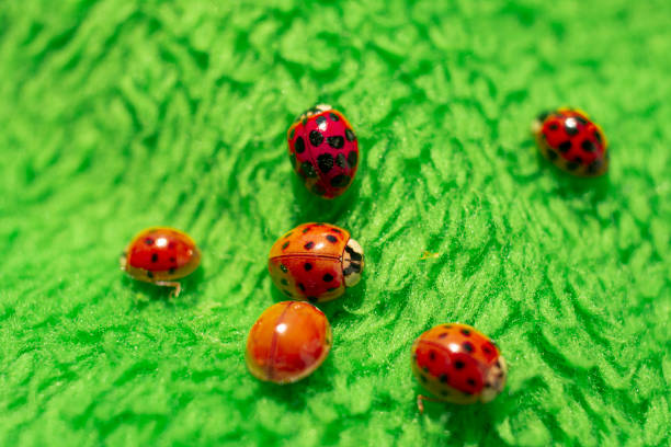 istock little red ladybugs on green fabric close up micro shot 1220512542